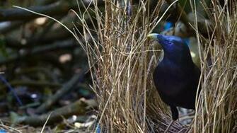 Satin Bowerbird Bing Wallpaper