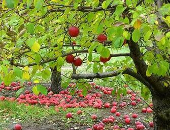 Apple Orchard