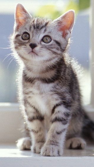 Best Cat iPhone HD Wallpaper