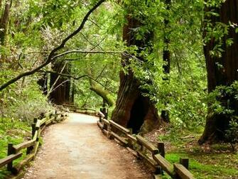 Mlewallpaper Muir Woods Path Ii
