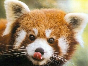 Adore Red Panda Pandas Wallpaper