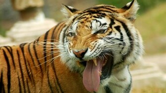 Beautiful Animal Of The World HD Wallpaper Set Photo