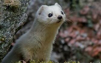 Stoat Nice Funny Wallpaper
