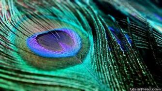 Wallpaper Of Peacock Feathers HD