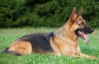 German Shepherd Dog
