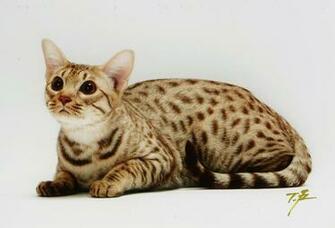 Best Ocicat Wallpaper