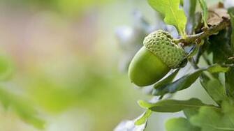 Acorn Wallpaper HD S