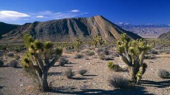 Joshua Tree National Park Nevada Usa Wallpaper