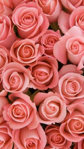 Beautiful Roses Wallpaper Background For iPhone