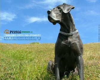 Great Dane Wallpaper Advertisement