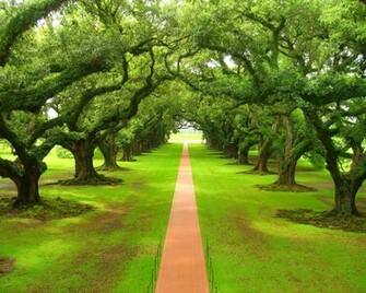 Green Trees Wallpaper