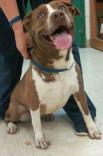 Dog For Adoption Sandy A Husky Pit Bull Terrier Mix In Elyria