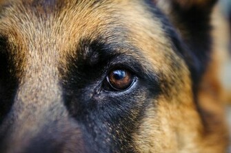 German Shepherd Eye Wallpaper By Dorcimetal