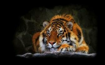 Tiger Wallpaper
