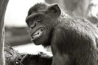 Monkey Wallpaper Funny