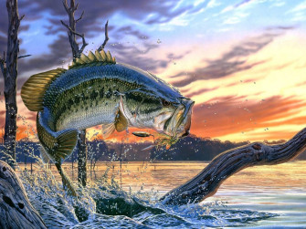 Cool Fish Wallpaper