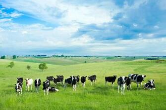 Cow Wallpaper