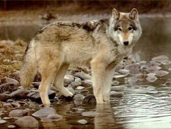 Lonely Wolf Screensaver Screensavers
