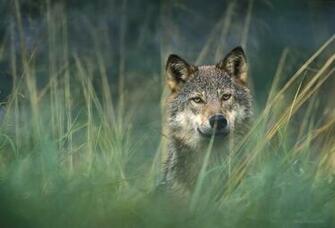Gray Wolf Wallpaper