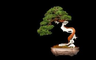 Bonsai Wallpaper HD