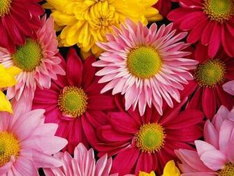 Summer Flowers Wallpaper Flowerjpg Ru