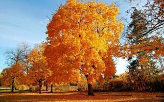 Wallpaper Autumn Nature Widescreen