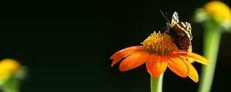 Pleasant Dual Screen Nature And Spring Wallpaper Multy Shades