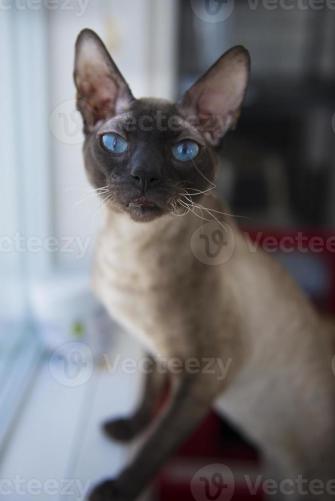 Sphynx Cat Window Background Devon Rex Stock Photo