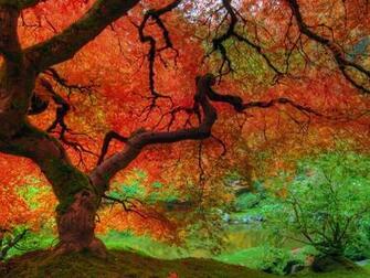 Fall Colors Wallpaper