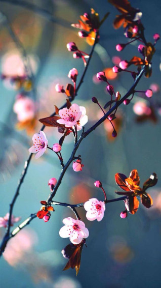 Flowers Beautiful Nature Wallpaper