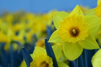 Daffodils Wallpaper