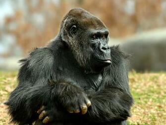 Gorilla HD Wallpaper