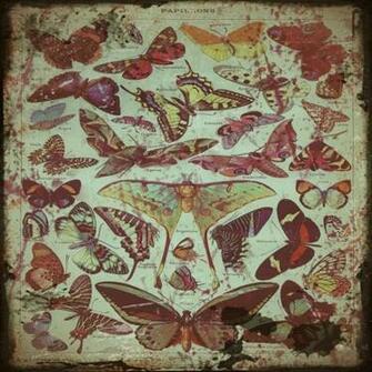 Vintage Butterfly Texture By Kade6767
