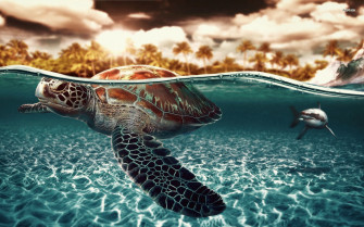 Cute Turtle Wallpaper