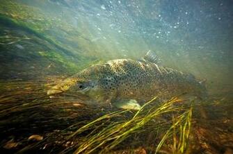 Fly Fishing Stock Photography Image