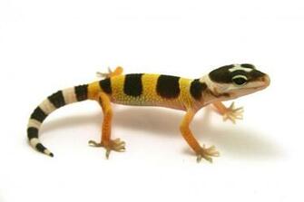 File Juvenile Leopard Gecko Jpg