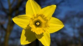 Daffodil Wallpaper