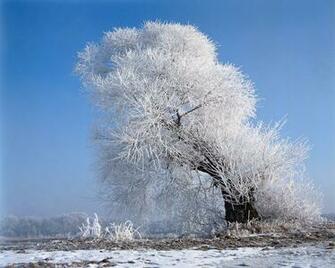 Beautiful White Tree Desktop Pc And Mac Wallpaper