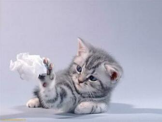 Cat Cute Play With Paper Animals Cats HD Desktop Wallpaper