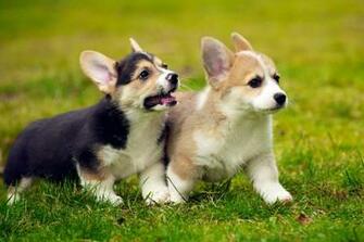 Welsh Corgi Puppies Wallpaper HD Animals