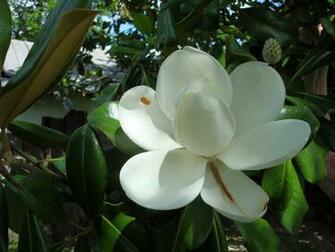 Wallpaper Magnolia Blossom