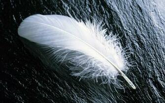 White Feather Wallpaper Stock Photos