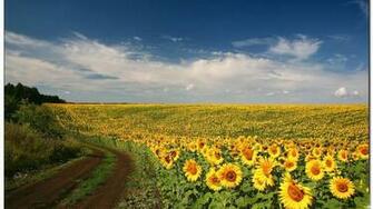 Field Of Sunflowers Wallpaper HD
