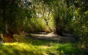 Willows In The Swamp Widescreen Wallpaper