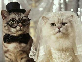 The Funny Pets Wallpaper Desktop