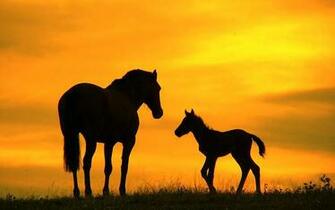 HD Paarden Wallpaper Met Een Groot En Klein Paard