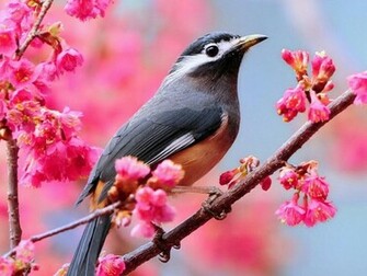 Beautiful Desktop Background HD Wallpaper