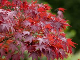 Red Trees Wallpaper Background