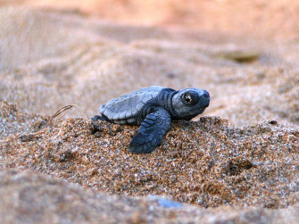 Cute Turtle Wallpaper