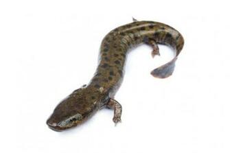 Lake Erie Mudpuppies Never Grow Up Scientist